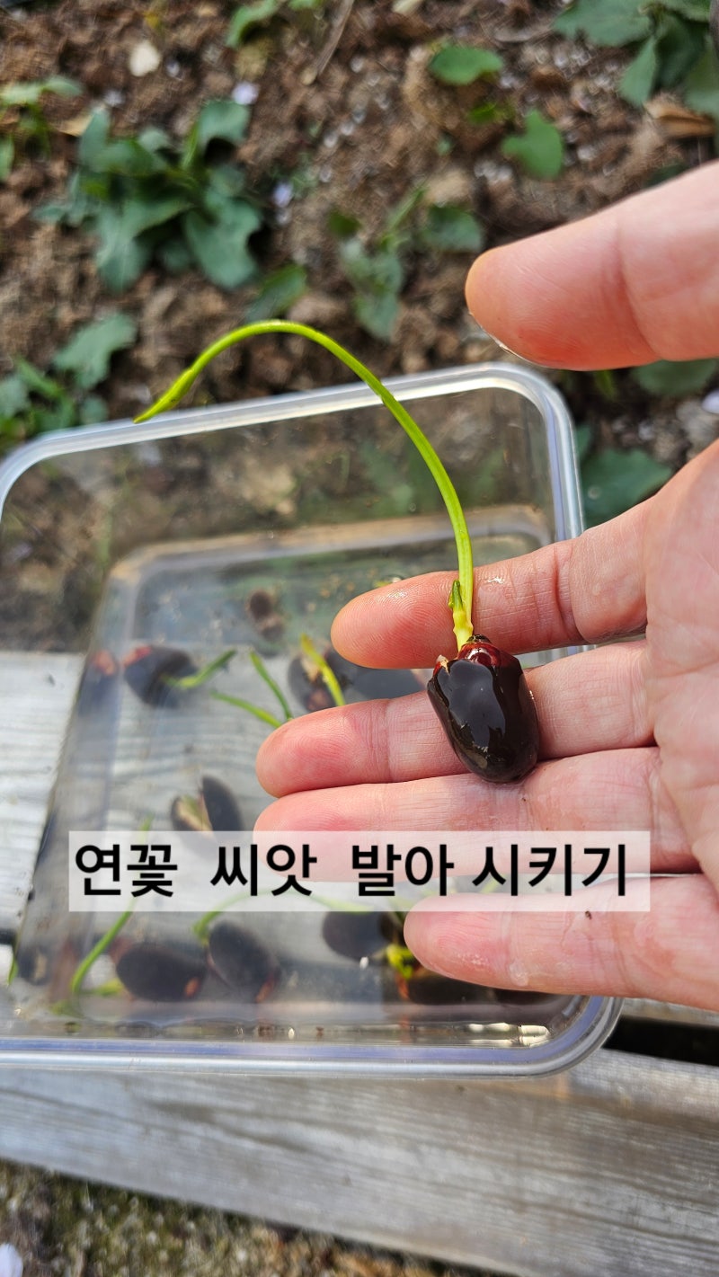 연꽃 씨앗 발아 연꽃 키우기