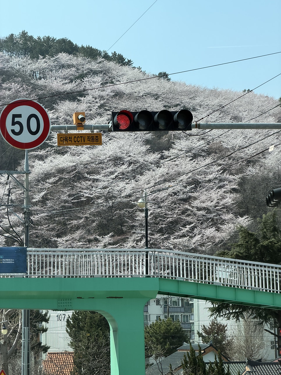 봉황산산림욕장 사진 7