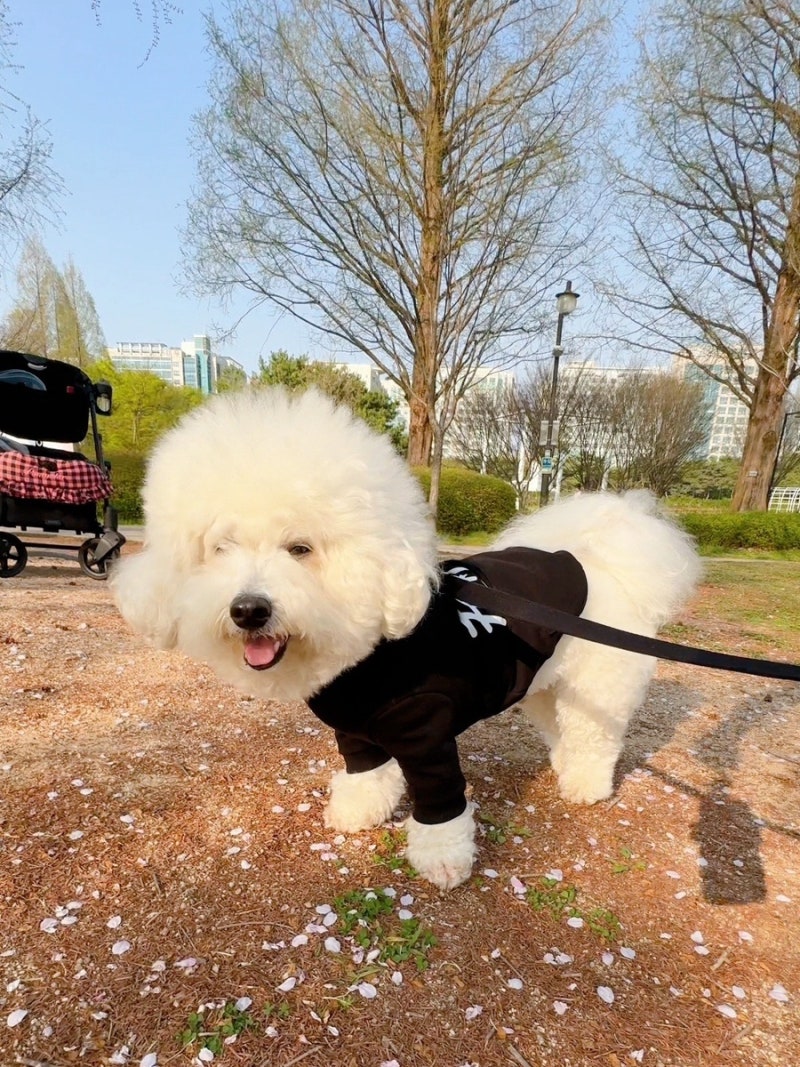 강아지 후드티 봄 가을 애견옷 명품스타일 강아지옷 공구