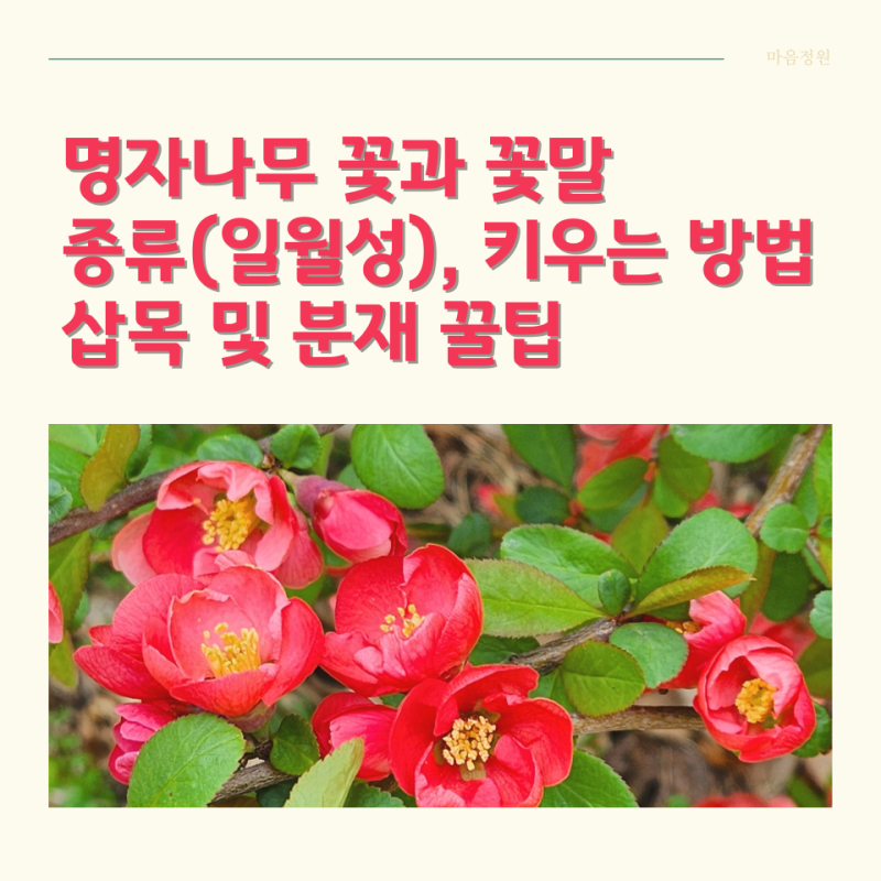명자나무 꽃과 꽃말, 종류, 일월성, 열매, 키우기, 삽목 및 분재 방법