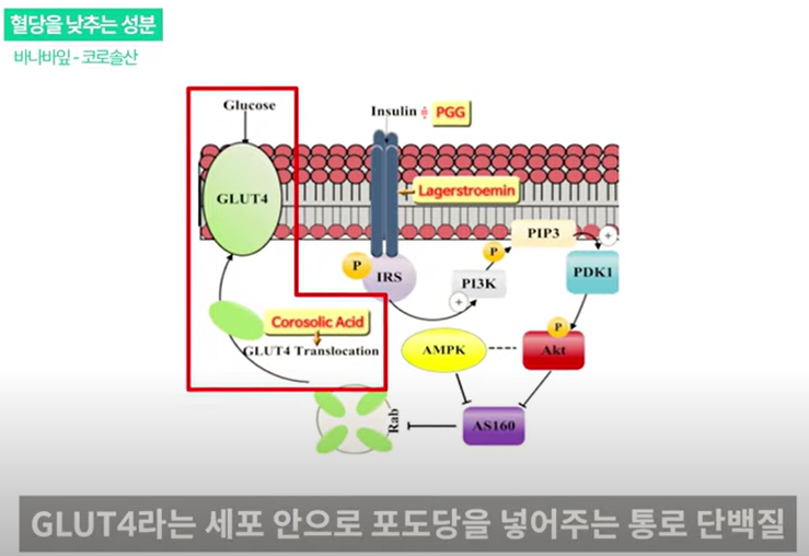 바나바잎추출물 권장량과 올바른 복용시간