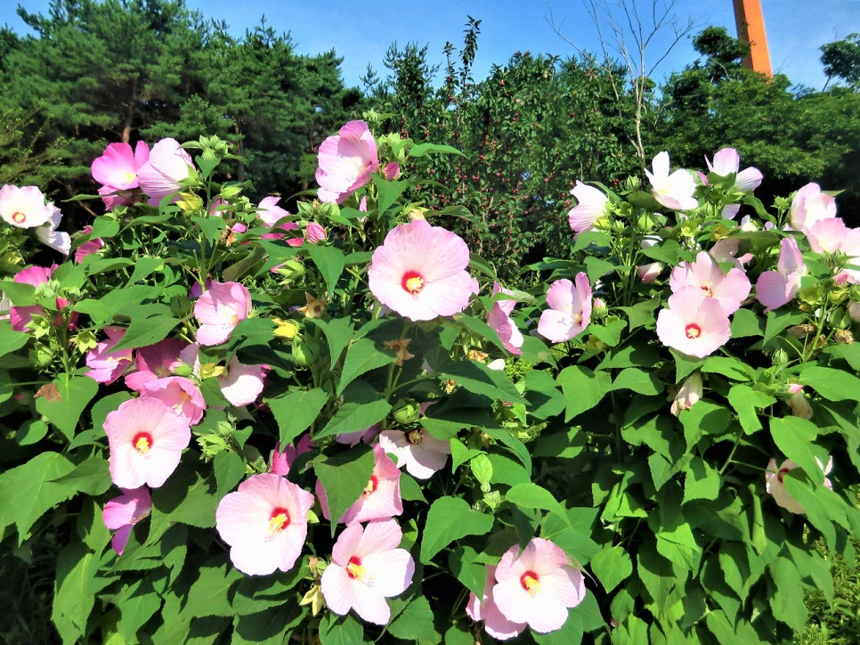 서룡산 사진 5