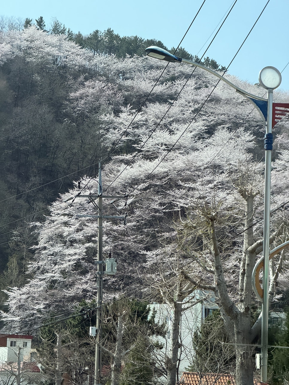 봉황산산림욕장 사진 6