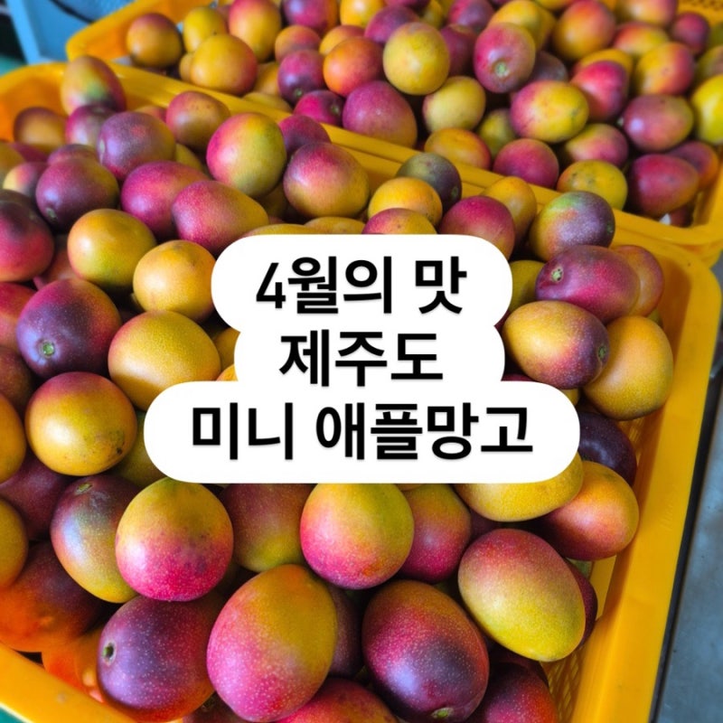 4월 5월 제철과일, 미니 애플망고 제주 직송 주문 시작