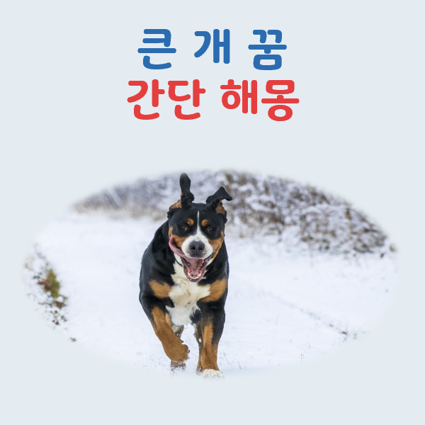 큰 개 꿈 해몽 길몽과 흉몽 구분법