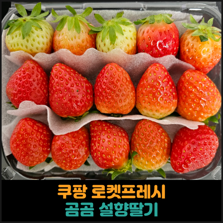  쿠팡 로켓프레시 곰곰 설향딸기 후기