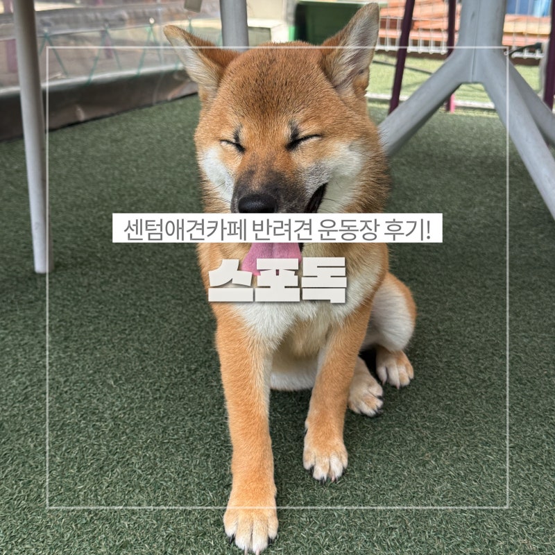 사진 9