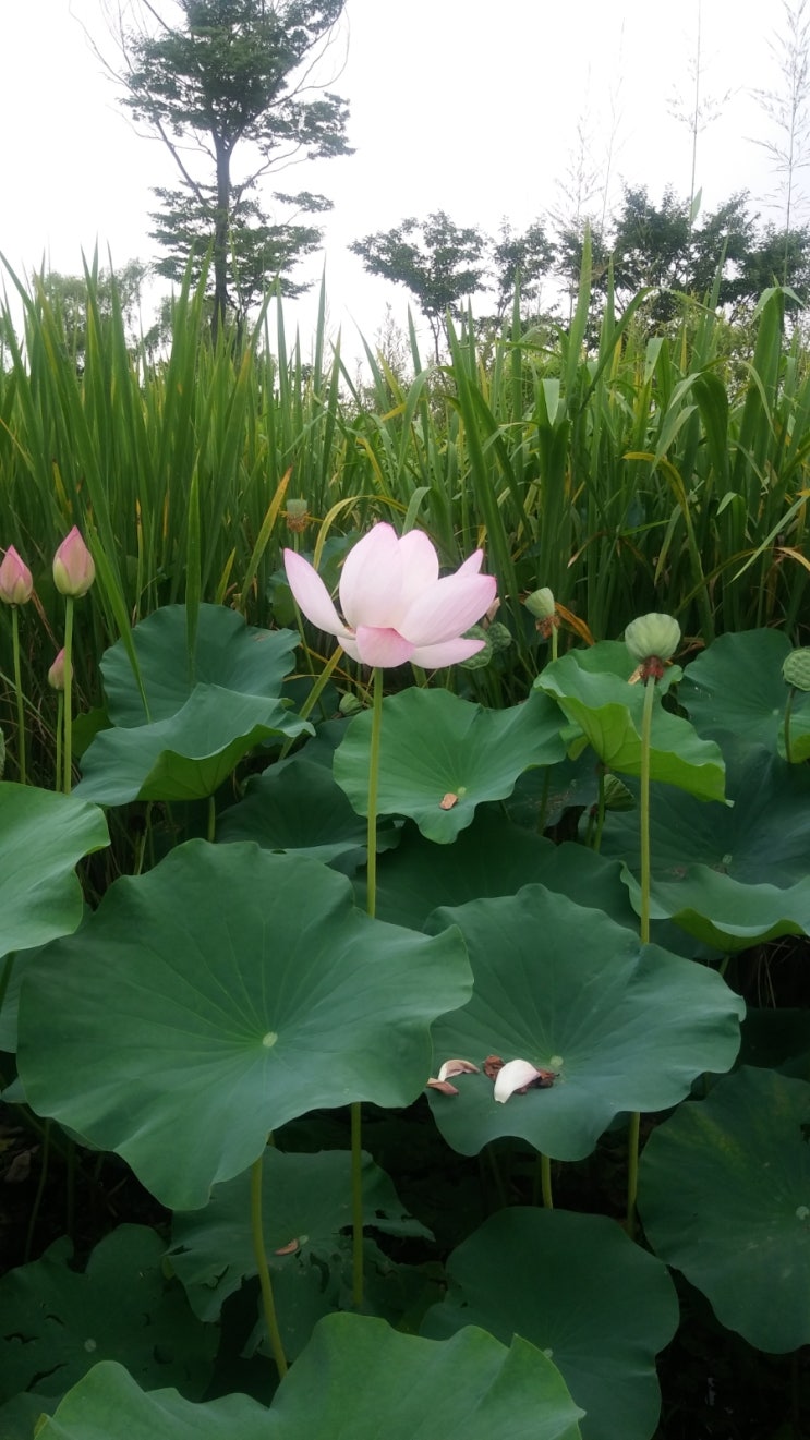  연꽃(Lotus )연꽃사진!