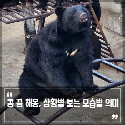 곰 꿈 해몽, 곰한테 물리는 꿈 쫓기는 꿈 뜻 상황별 보는 모습별 의미