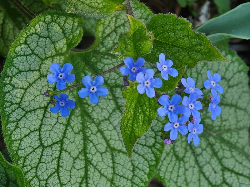 은빛 잎과 하늘빛 꽃의 조화, 브루네라 Brunnera macrophylla