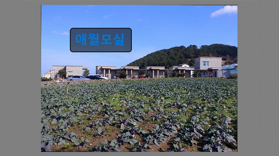 애월모실 사진 4