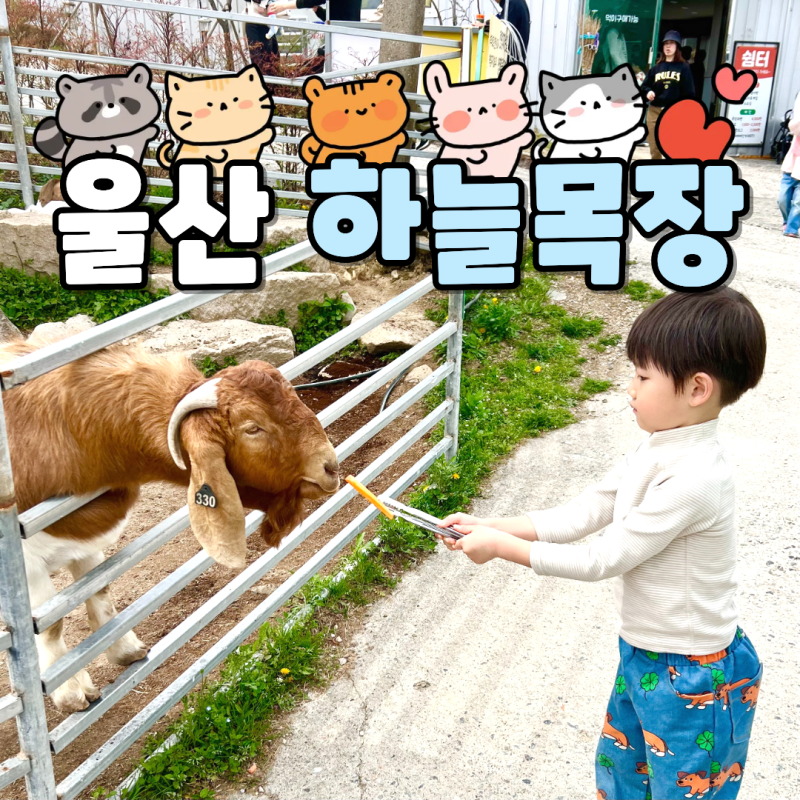 울산 아기랑 갈만한곳 부산 근교 야외 울산 하늘목장 동물 먹이 체험 꿀팁 강추 추천 찐후기
