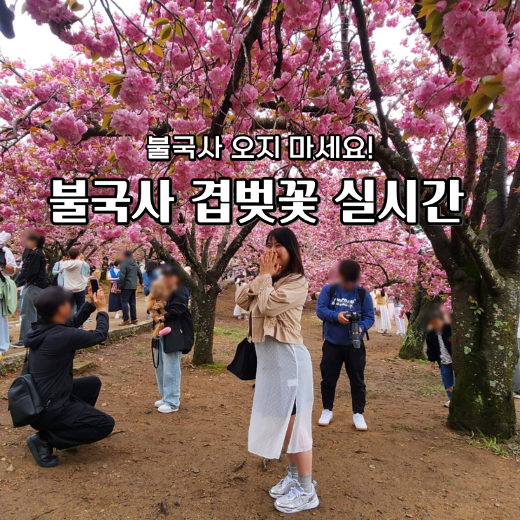  불국사 겹벚꽃 시기 실시간 위치 불국사 오지 마세요 물품보관함 꿀팁