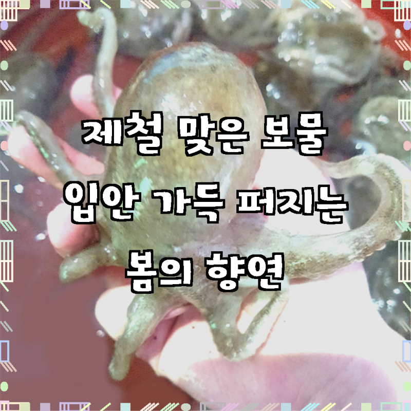 국내산 생물 활 쭈꾸미 봄 냉동 알배기 알 주꾸미 1kg