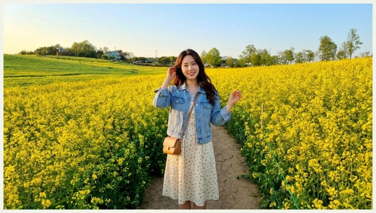  2026 고창 청보리밭 축제 일정 완벽 정리: 주차 꿀팁부터 현지인 쌈밥 맛집까지!