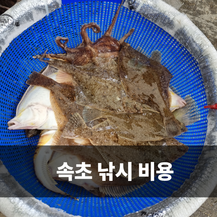  장사항낚시 속초 가자미 낚시 동광호배낚시 4월 조황