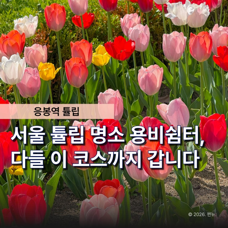  "올해는 서울숲 말고 여기 갑니다" 중랑천 용비쉼터 서울 튤립 명소로 뜨는 이유 있어요
