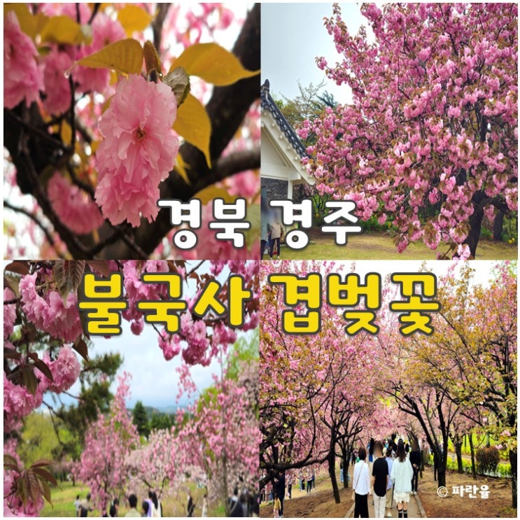  경주 불국사 겹벚꽃 실시간 개화상태 4월 대구 근교 꽃 구경