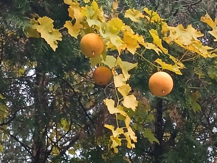  야생 하늘수박 하늘타리(Trichosanthes kirilowii)