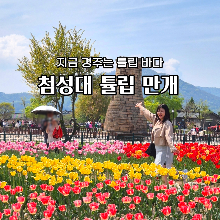  첨성대 튤립 만개 실시간 경주 4월 가볼 만한 곳