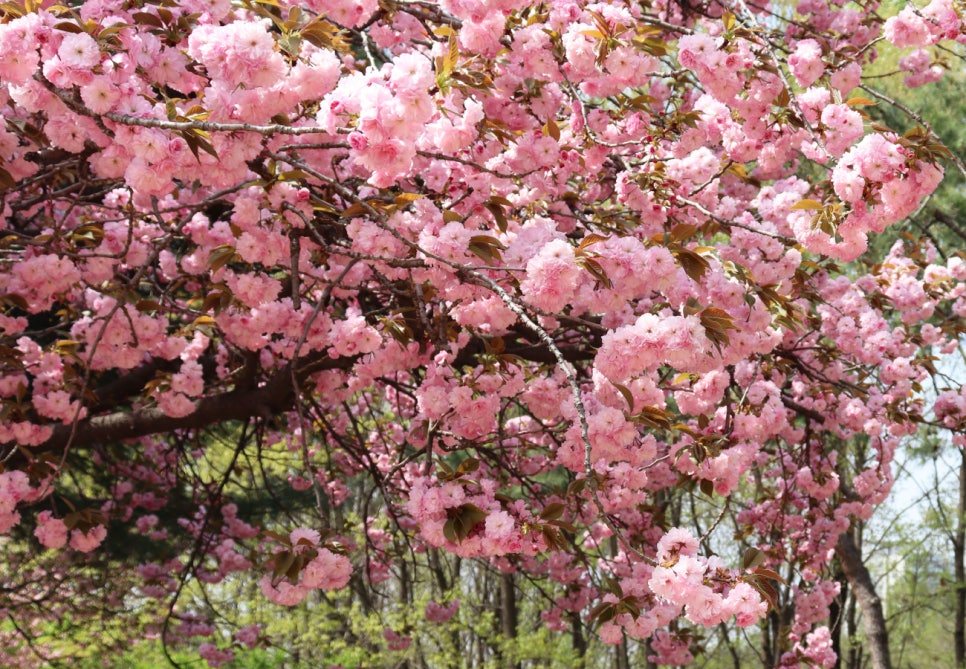 평화의공원 난지연못 사진 5