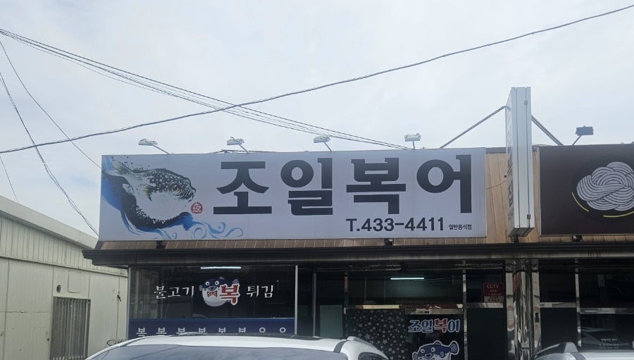 조일복어 사진 2
