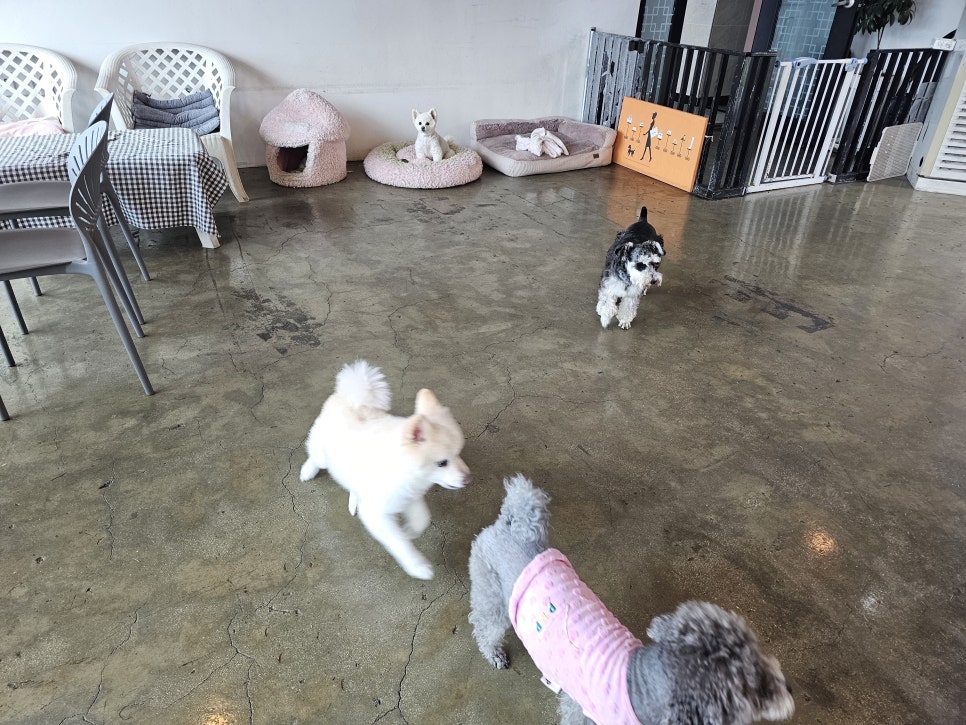 강아지트 사진 5