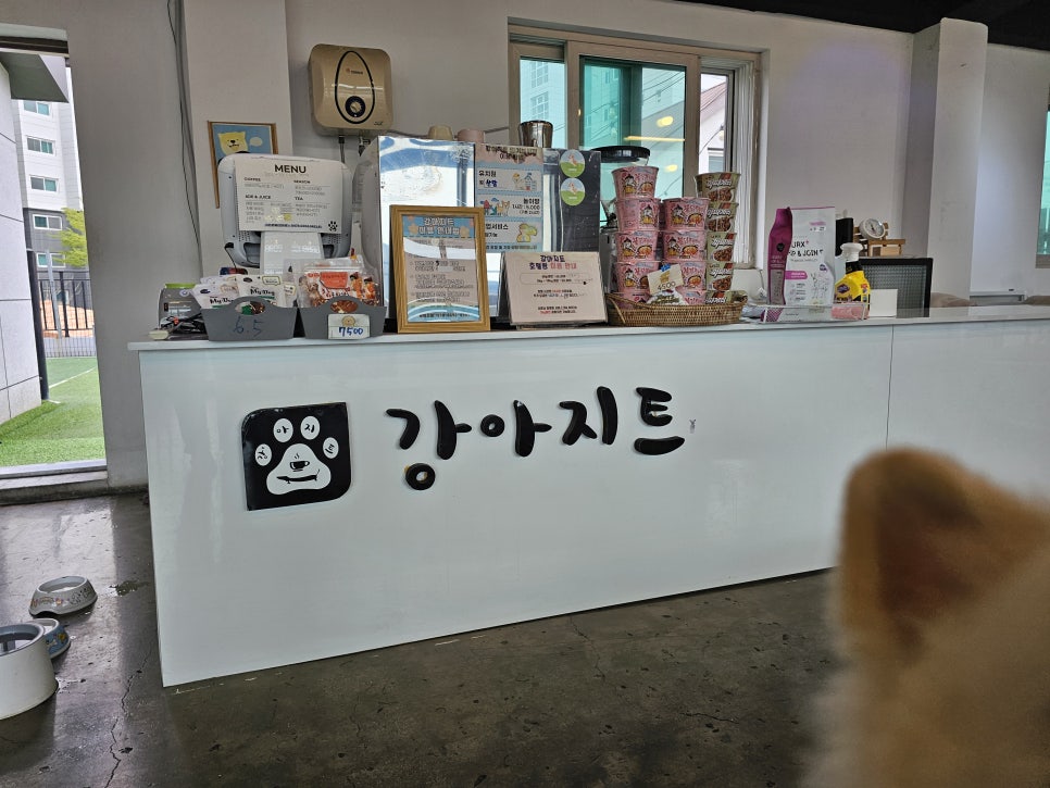 강아지트 사진 6
