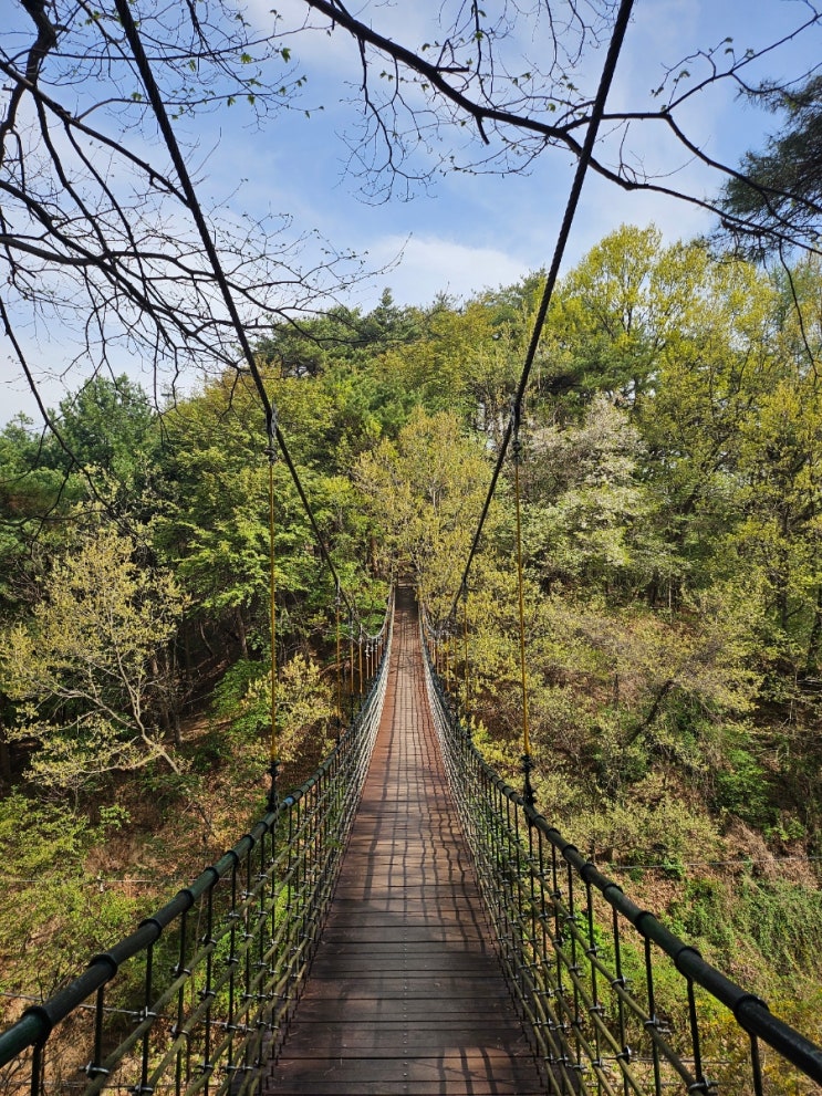  청주 상당산성 것대산 출렁다리 봄 풍경 트래킹 둘레길걷기
