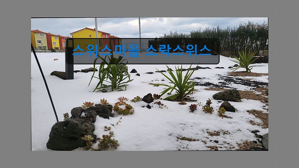 소락스위스 사진 2