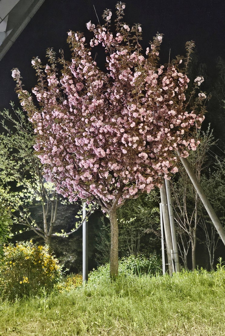  [진이쌤 에세이]봄밤 산책 겹벚꽃봄은 아직 끝나지 않았다