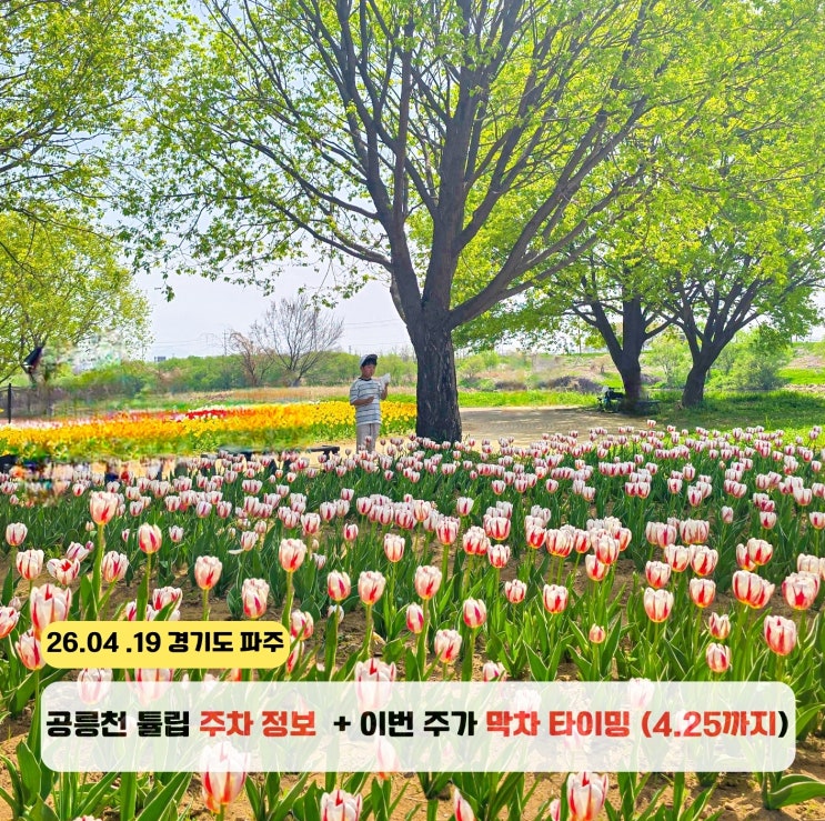  파주 공릉천 튤립축제 주차 실시간 개화 정보