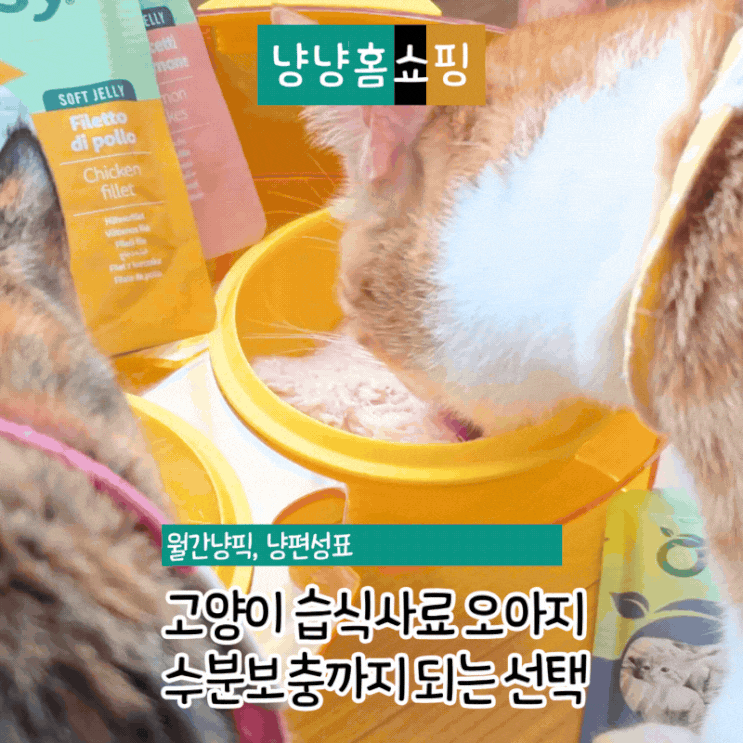  고양이 습식사료 오아지 네츄리 수분보충까지 되는 기호성 좋은 선택