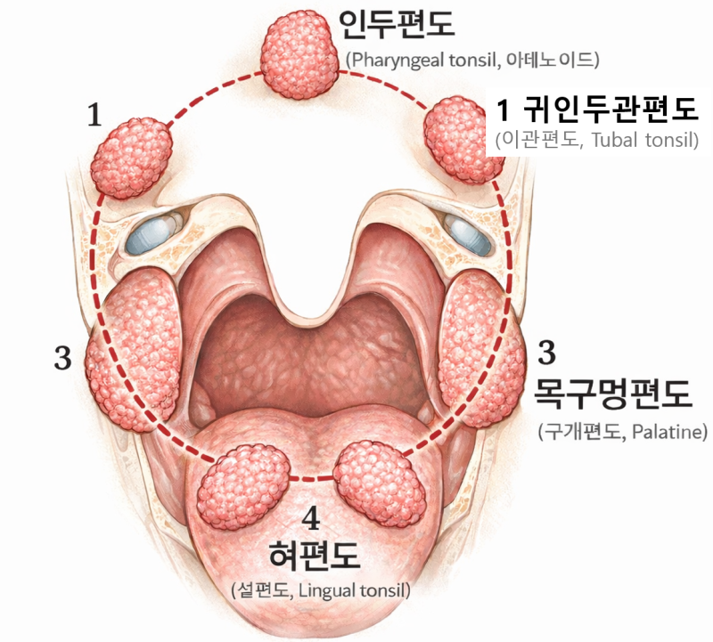 침 삼킬 때 목이 너무 아프다면? 급성 편도염 의심해보세요