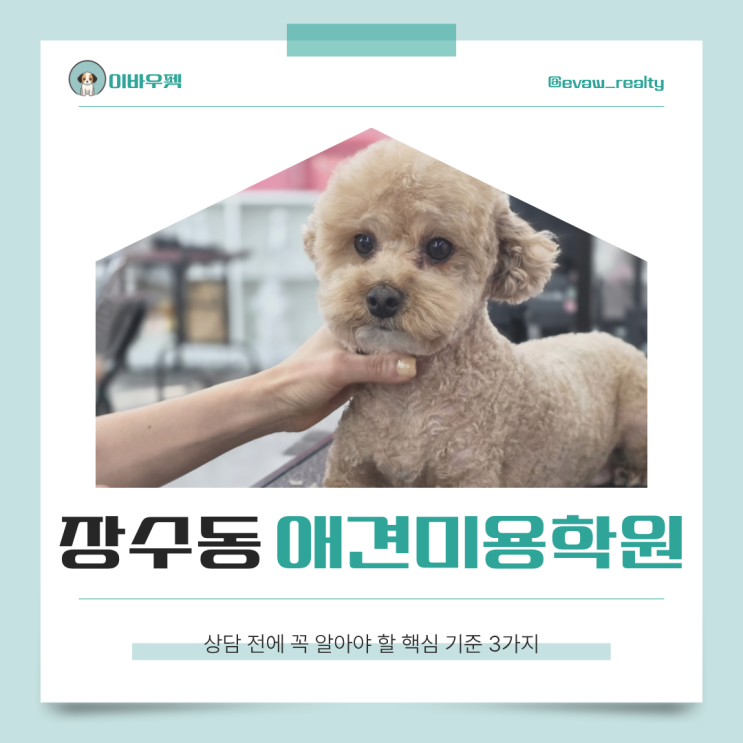  장수동애견미용학원 선택 기준, 여기서 실력 차이 납니다