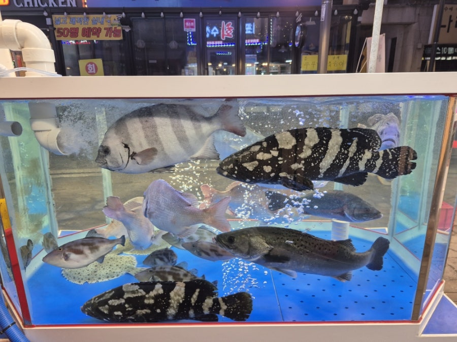 대포항회수산 사진 6