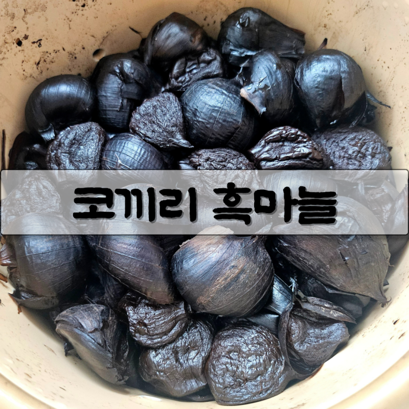 구형 오쿠 홍삼숙성 기능으로 코끼리 흑마늘 만드는 법