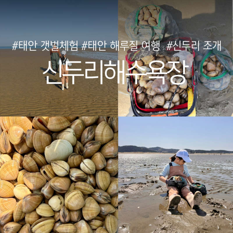 태안 신두리해수욕장 해루질 여행, 갯벌체험 대박 후기
