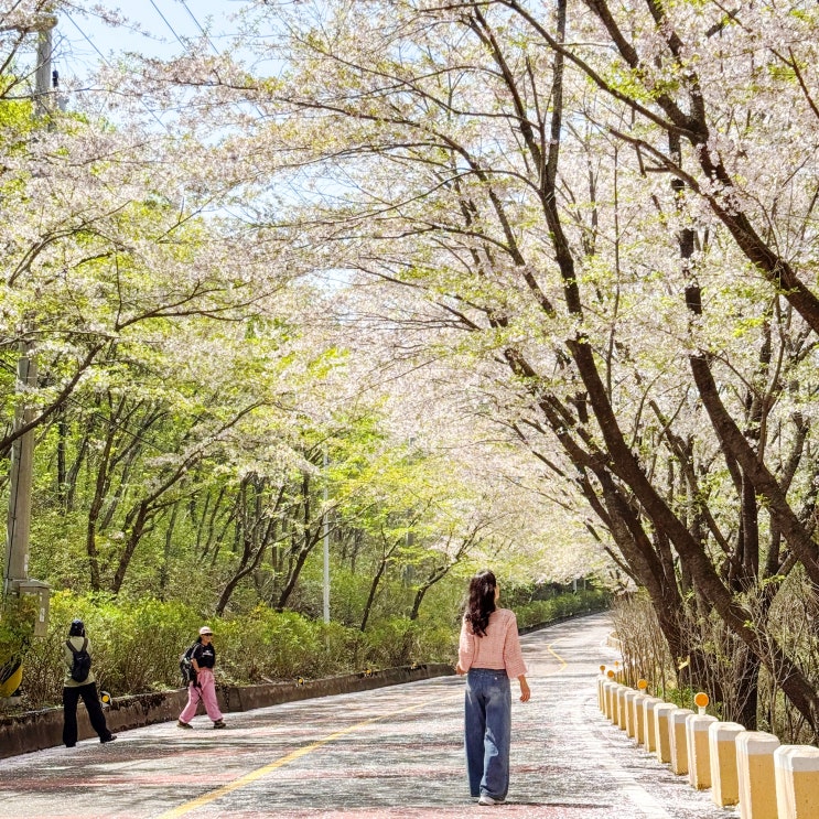  인천 섬여행 장봉도 배시간 벚꽃 엔딩