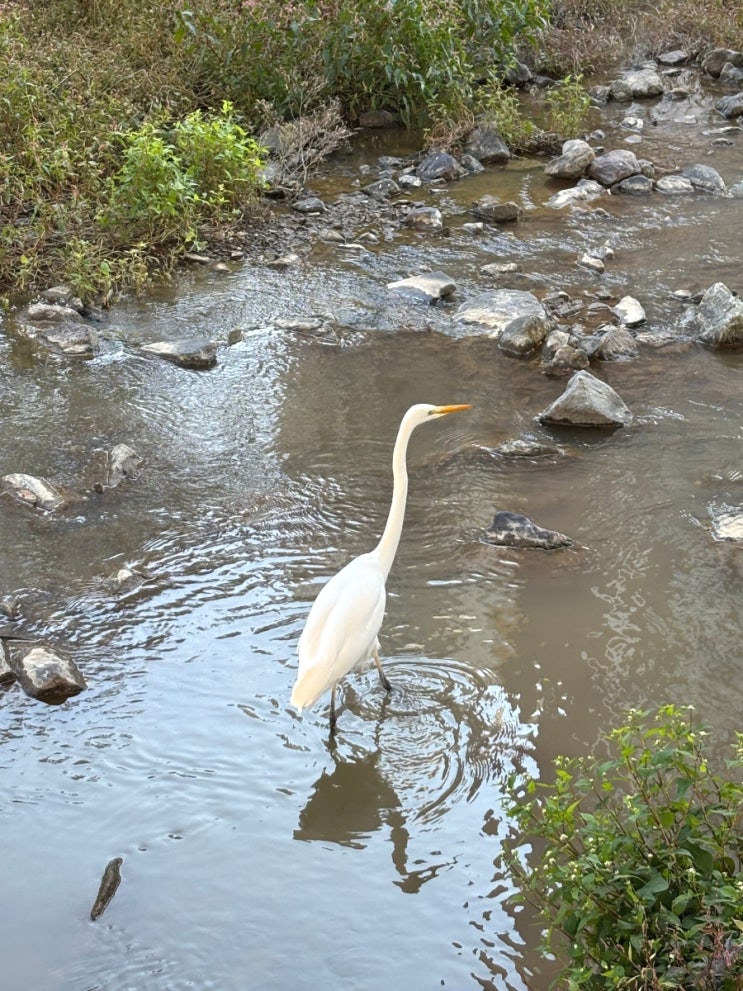 지금 하천에 보이는 큰 하얀새는 십중팔구'중대백로' [Eastern Great Egret]
