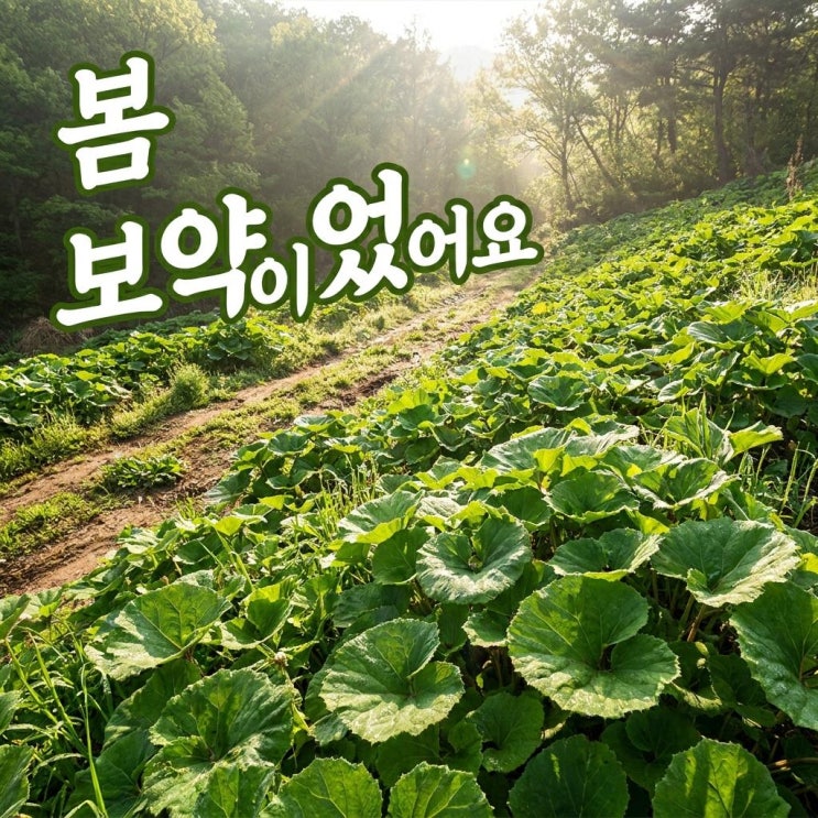  머위효능, 봄에 즙으로 마시는 이유 있더라고요