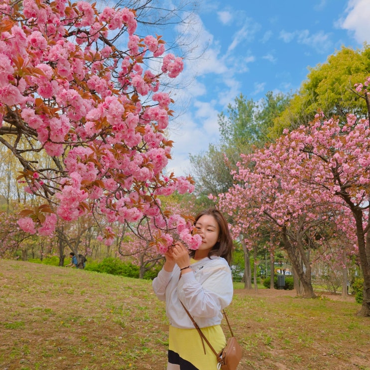  난지천공원 겹벚꽃 위치 주차 서울 겹벚꽃 명소 산책 가볼만한 곳