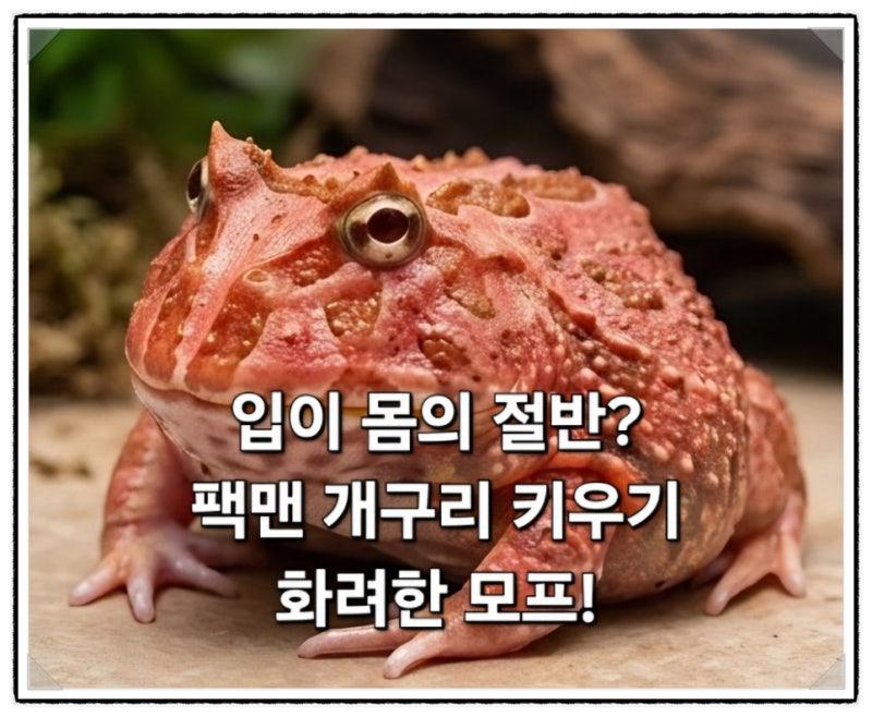 입이 몸의 절반? 팩맨 개구리 키우기 먹이 수명 사육장 화려한 모프!
