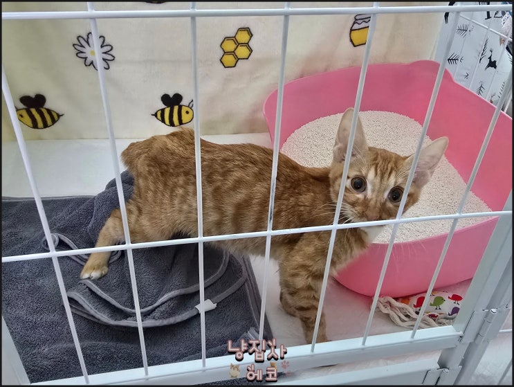  FIP 재발로 4개월째 케이지 생활 중인 고양이 모카