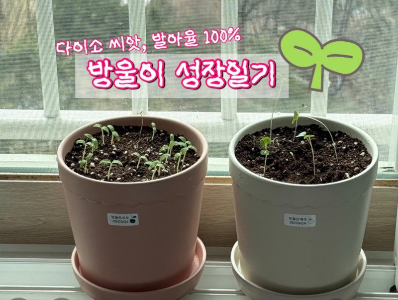 다이소 방울토마토& 방울양배추 씨앗 2종 세트 키우기 후기[25일간의 기록] 발아율 100% 성공, ....