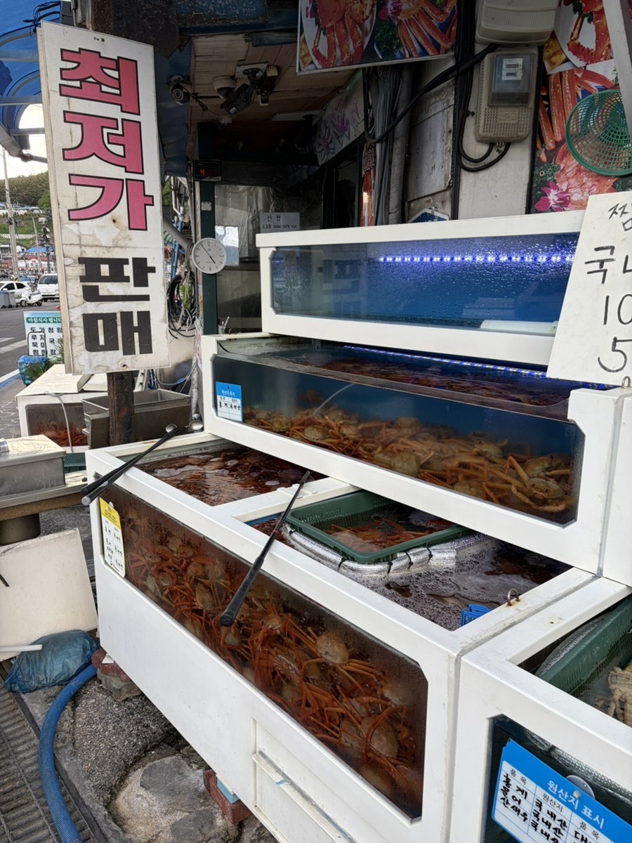 대게나라 사진 4