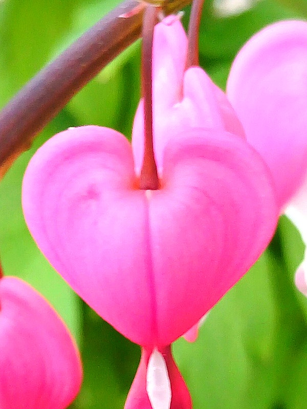  나의 "금낭화" 노트 (My Dicentra Note)