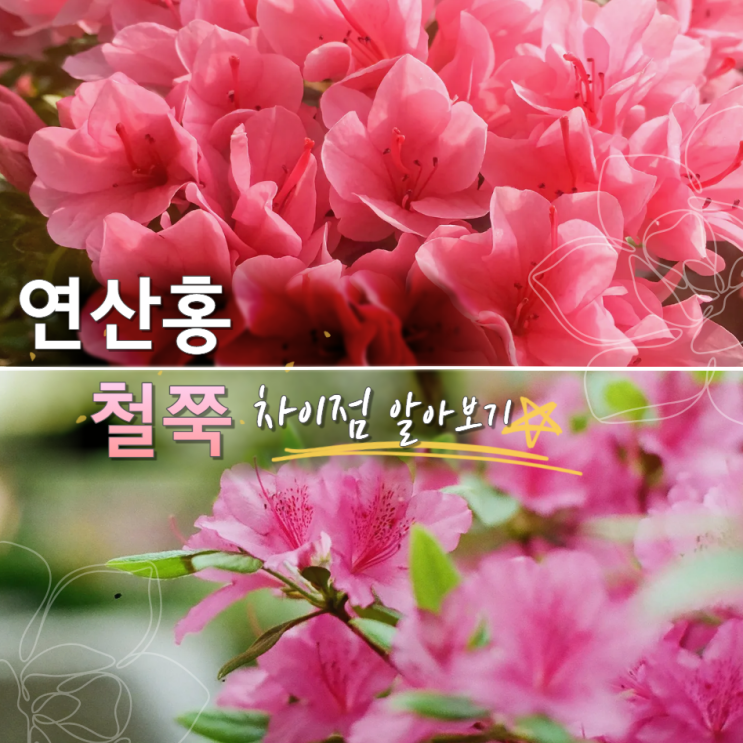  연산홍 철쭉 차이? 개화시기 묘목 키우기