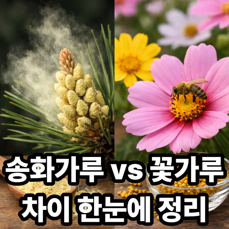  송화가루란 무엇인가? 꽃가루와 차이 한 번에 이해하는 쉬운 설명