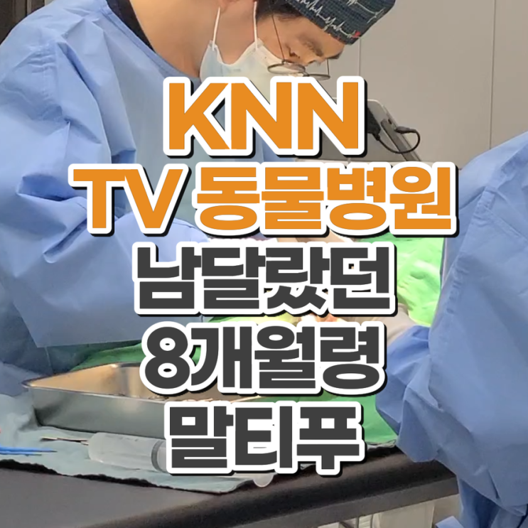  권도형 대표원장 김영화 외과원장 KNN TV동물병원 촬영 소식 부산 닥터펫동물의료센터 8개월 말티푸